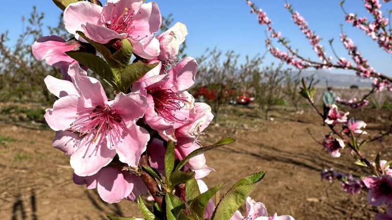 AMİK OVASI NEKTARİN ÇİÇEKLERİYLE RENKLENDİ.