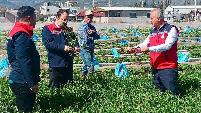 TÜRKMEN BUĞDAY ÜRETİM ALANINI SAHADA İNCELEDİ